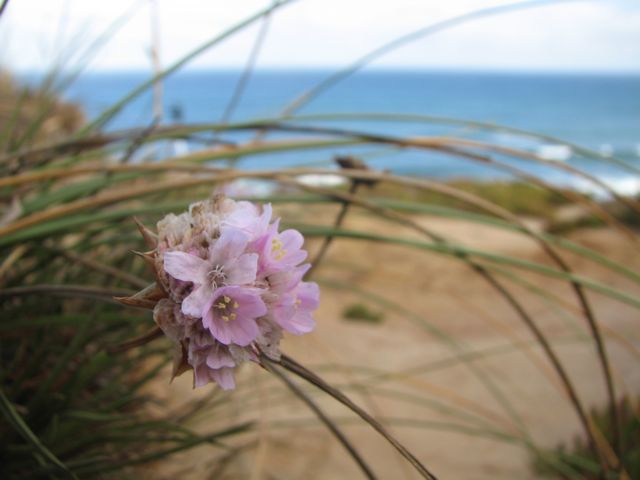 floursimg_6824 The flora around the beach is fairly minuscule in size but quite varied in color and type.