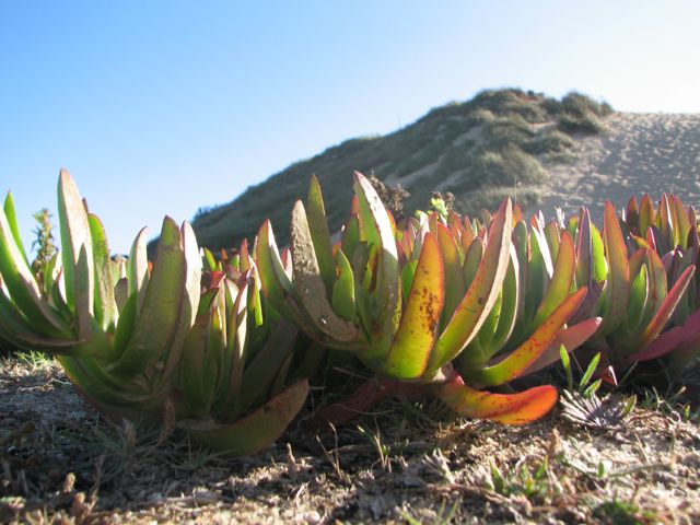 plantsimg_6686 Local vegetation enjoys sandy soil.